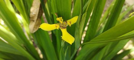 trimezia martinicensis fiori siamo fioritura nel il giardino foto