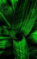 un' ritratto di acqua rugiada su il le foglie di dracaena fragrans o comunemente chiamato il sri avorio pianta. il rugiada sembra bellissimo e brillante foto