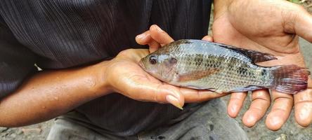 uomo Tenere oreocromia mossambicus pesce, Tilapia o mujair pesce. fresco oreocromia mossambicus è abbastanza grande nel dimensione pronto per essere commercializzato foto