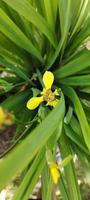 selettivo messa a fuoco di giallo trimezia martinicensis fiori siamo fioritura nel il cortile, guardare bellissimo e elegante foto