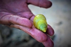 foto di piccolo mollusco nel il mano