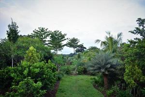 un' largo varietà di ornamentale impianti nel un' verde giardino foto