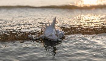 mare conchiglia bugie su il sabbioso spiaggia foto