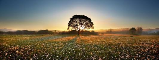 mattina su Narciso campo foto