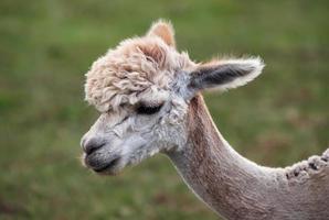 vicino su di alpaca su il azienda agricola foto