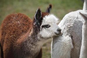 vicino su di alpaca su il azienda agricola foto