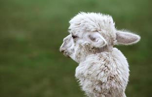 vicino su di alpaca su il azienda agricola foto