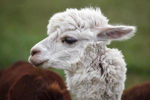 vicino su di alpaca su il azienda agricola foto