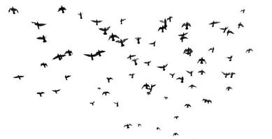 tanti uccelli che volano nel cielo foto