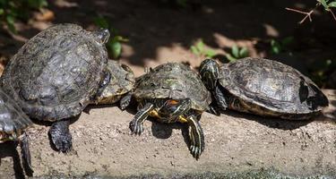 tartaruga famiglia nel natura foto
