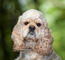 american cocker spaniel foto