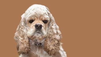 american cocker spaniel foto