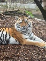 tigre riposo nel il zoo foto