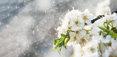 primavera pioggia nel il giardino foto