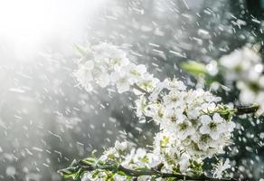 primavera pioggia nel il giardino foto