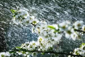 primavera pioggia nel il giardino foto