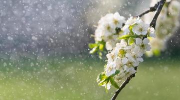 primavera pioggia nel il giardino foto