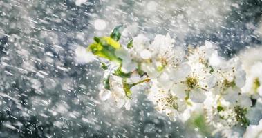 primavera pioggia nel il giardino foto