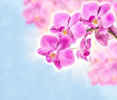 floreale sfondo con orchidee foto