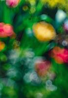 astratto sfocato Immagine di un' primavera giardino foto