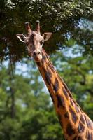 ritratto di un' giovane giraffa foto