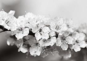 bianca fiori albero dopo pioggia foto