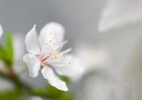 morbido messa a fuoco primavera sfondo foto