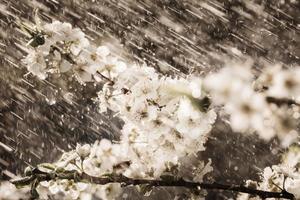 primavera pioggia nel il giardino foto