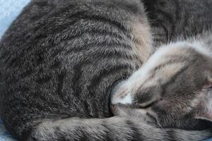 dolce gatto dei sogni arricciato su addormentato grigio soriano foto