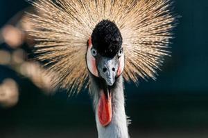 bellissimo incoronato gru balearica pavonina foto