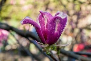 germoglio di bellissimo primavera magnolia foto