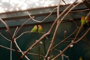coppia nel amore vicino amici pappagalli sedersi su un' avvicinamento ramo foto