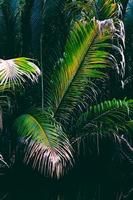 pianta di palma verde durante il giorno foto