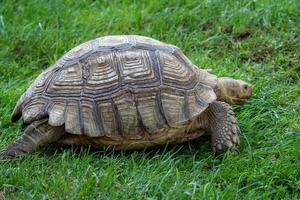 africano spronato tartaruga geochelone sulcata nel il erba foto