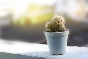 cactus in una pentola con luce soffusa foto