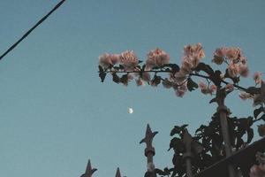 la luna e un fiore foto