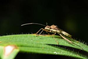 bug assassino su una pianta, primo piano foto