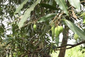 avvicinamento di Mango frutta su un' albero. verde Mango frutta con rami e le foglie foto