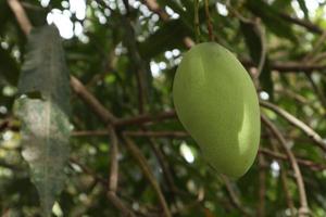 avvicinamento di Mango frutta su un' albero. verde Mango frutta con rami e le foglie foto