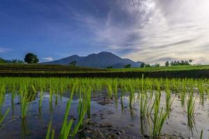 dell'Indonesia naturale scenario quando il riso è verde e il montagne a Alba siamo luminosa