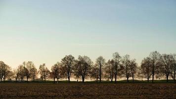 riga di alberi su il orizzonte, autunno nero di seppia immagine. tramonto cielo. foto