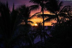 silhouette di palme e un tramonto foto