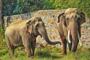 Due asiatico selvaggio elefante partner affettuosamente giocando con loro tronchi nel un' erba campo a un' zoo foto