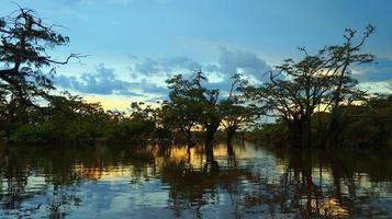 giallo tramonto nel il allagato foresta dentro cuyabeno laguna nel il ecuadoriano amazon con blu cielo e giallo riflessi su acqua foto