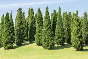 pino albero decorazione nel il parco foto