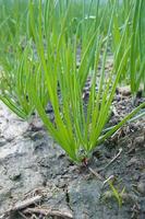 verde cipolle in crescita nel il giardino foto