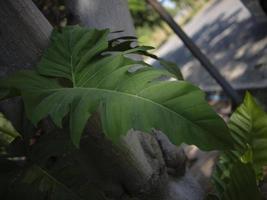 tropicale fogliame natura buio verde sfondo . foto