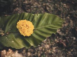 esotico giallo fiore, tropicale fogliame natura buio verde foto