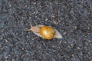 grande lumaca da giardino in guscio che striscia sulla strada bagnata affrettati a casa foto