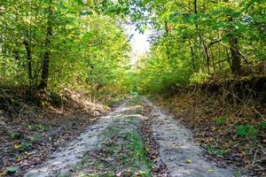 fotografia su tema bellissimo sentiero nel selvaggio fogliame bosco foto